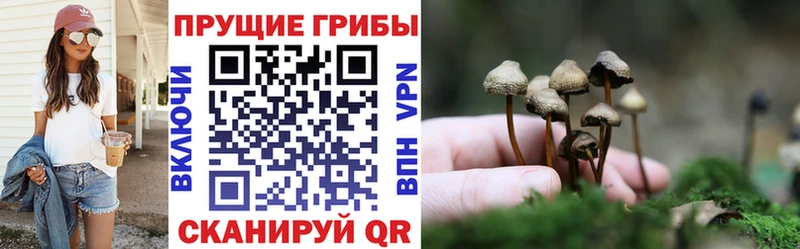 Псилоцибиновые грибы Psilocybine cubensis Елизово